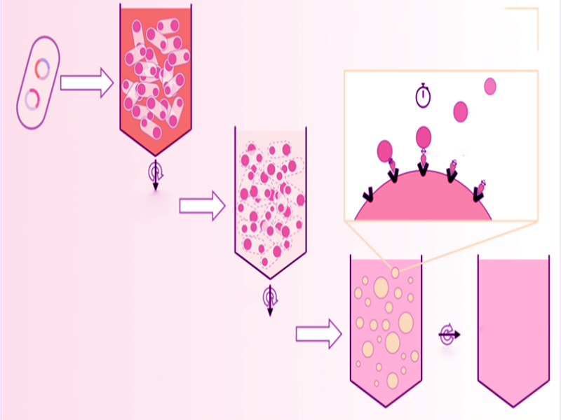 蛋白表达纯化服务
