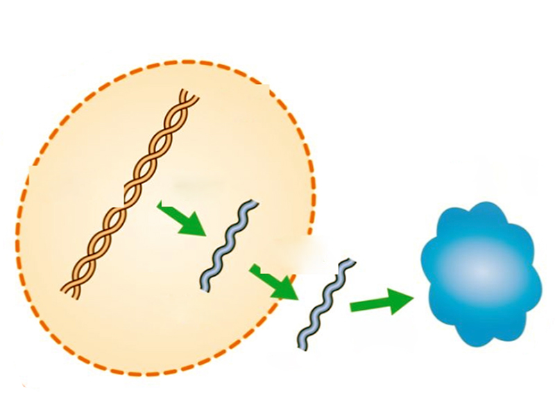 芽孢杆菌表达系统