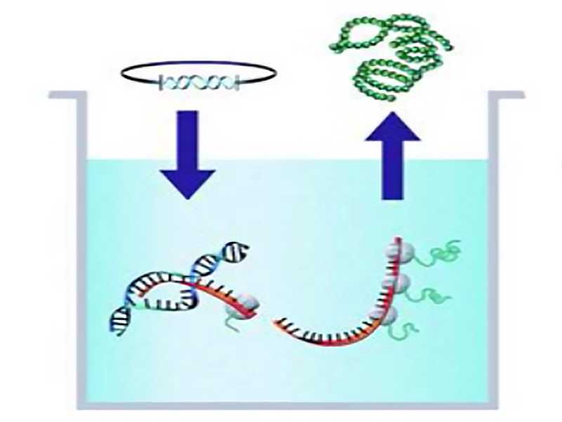 无细胞蛋白合成服务