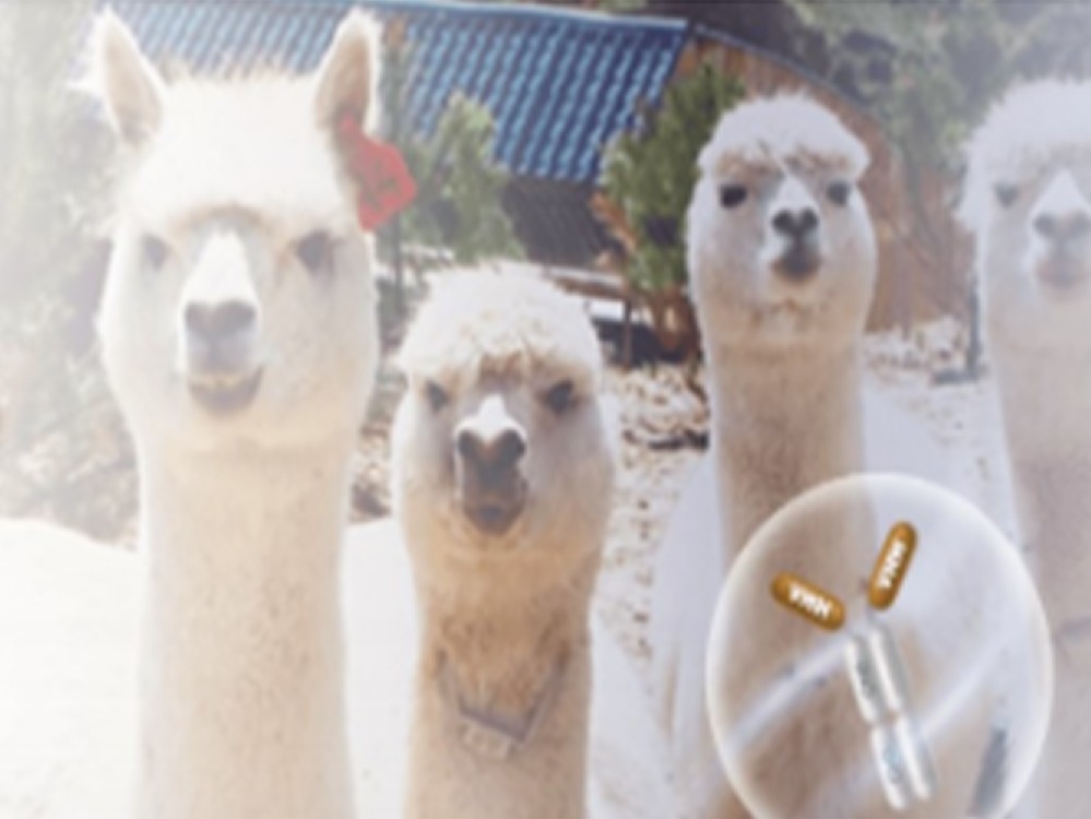 VHH抗体合成库筛选服务