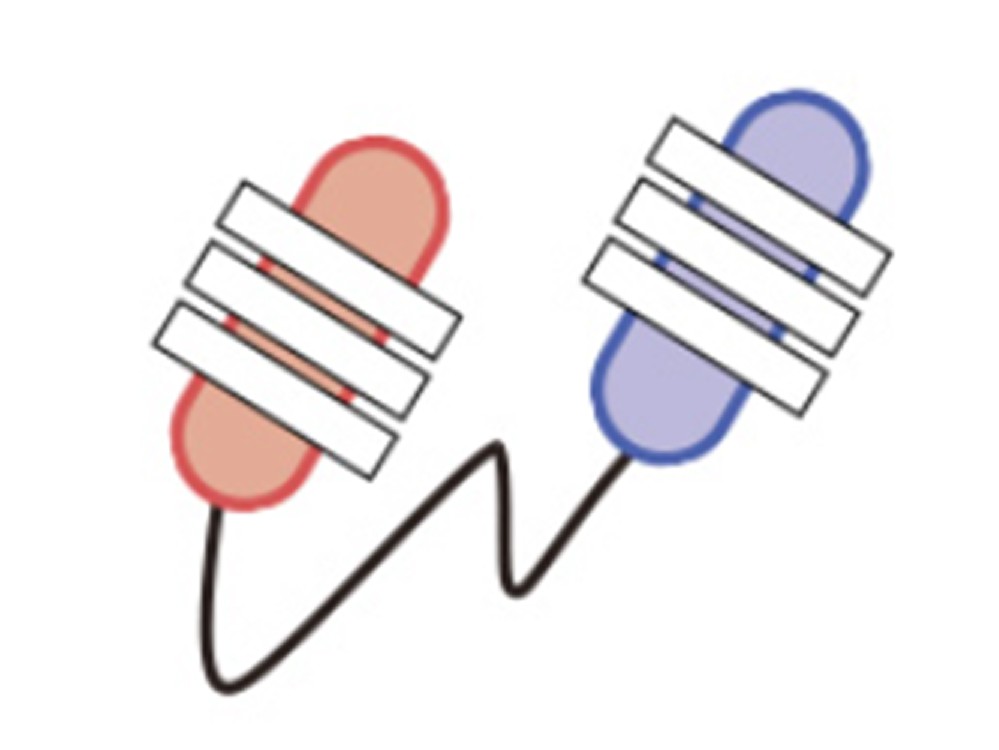 Scfv单链抗体转化VHH多价服务