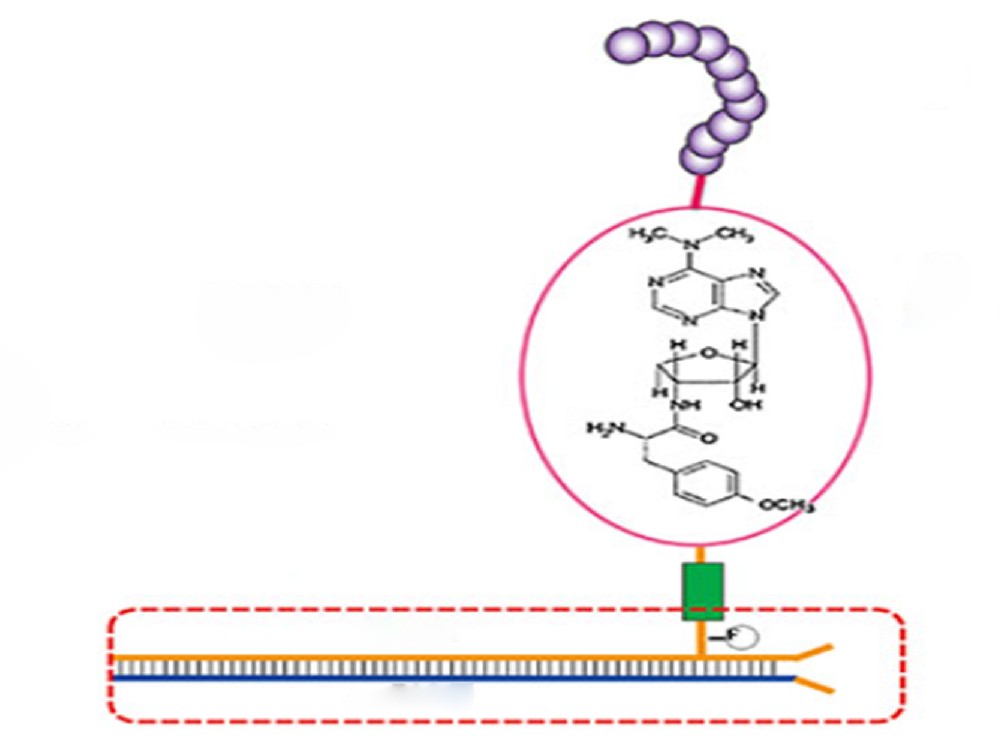 cDNA展示抗体优化服务——从已知抗体到高性能新抗体的智能升级